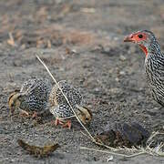 Francolin à gorge rouge