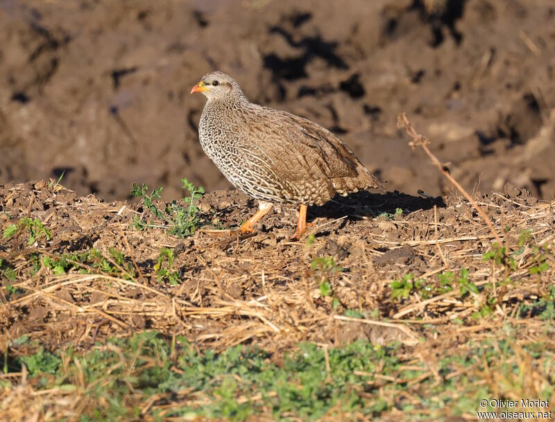 Francolin du Natal