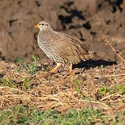 Francolin du Natal