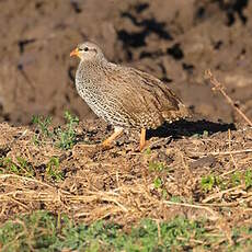 Francolin du Natal