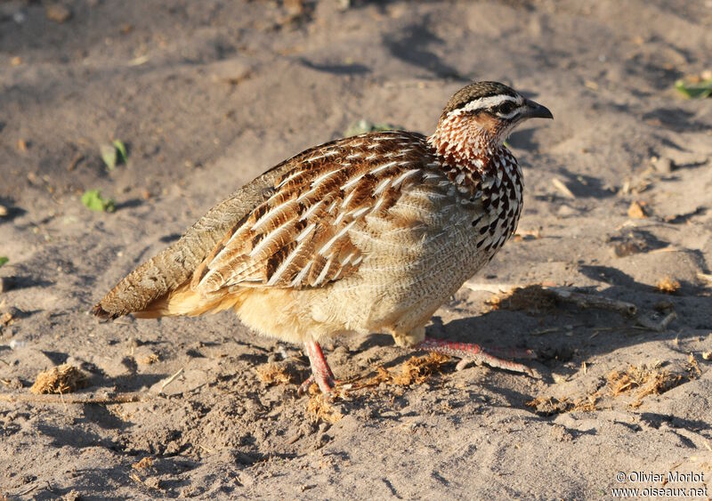 Francolin huppé