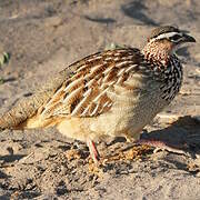 Crested Francolin