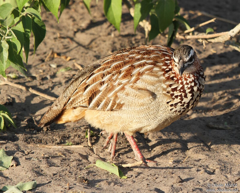 Francolin huppé