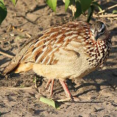 Francolin huppé