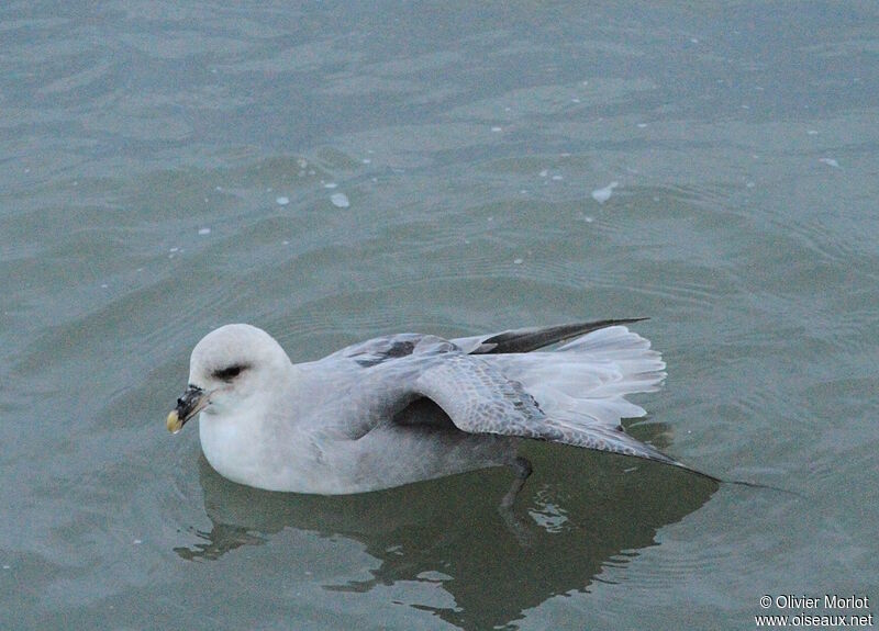 Northern Fulmar