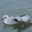 Fulmar boréal