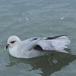 Fulmar boréal