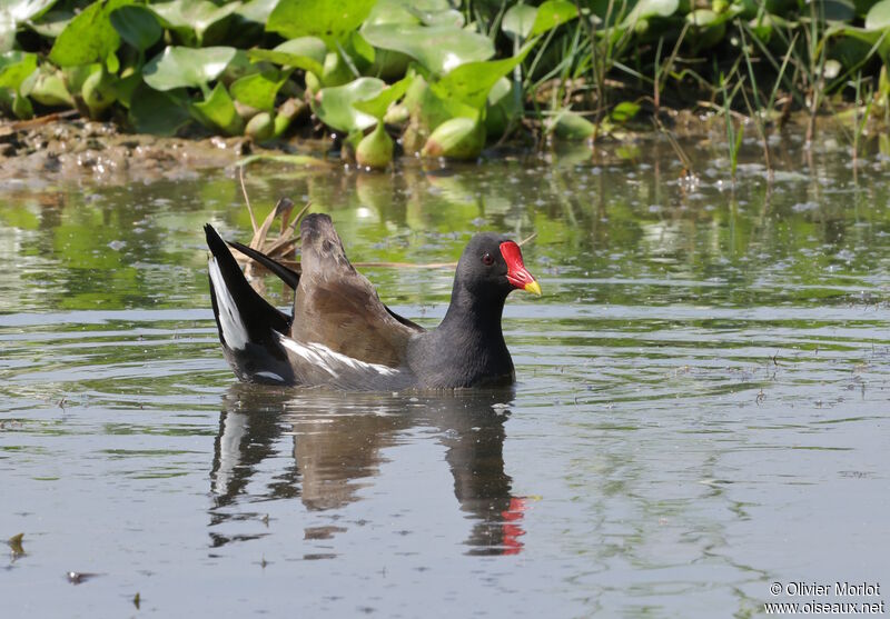 Gallinule poule-d'eau