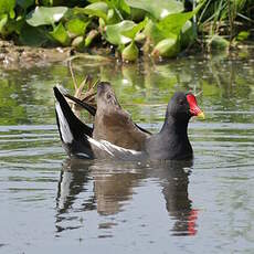 Gallinule poule-d'eau