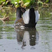 Common Moorhen