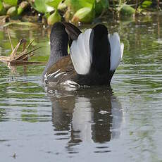 Gallinule poule-d'eau