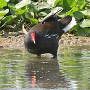 Common Moorhen