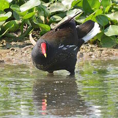 Gallinule poule-d'eau