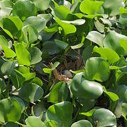 Common Moorhen