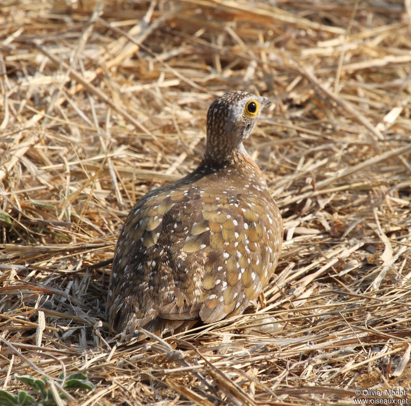 Burchell's Sandgrouse male