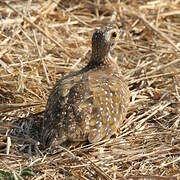 Burchell's Sandgrouse