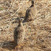 Burchell's Sandgrouse