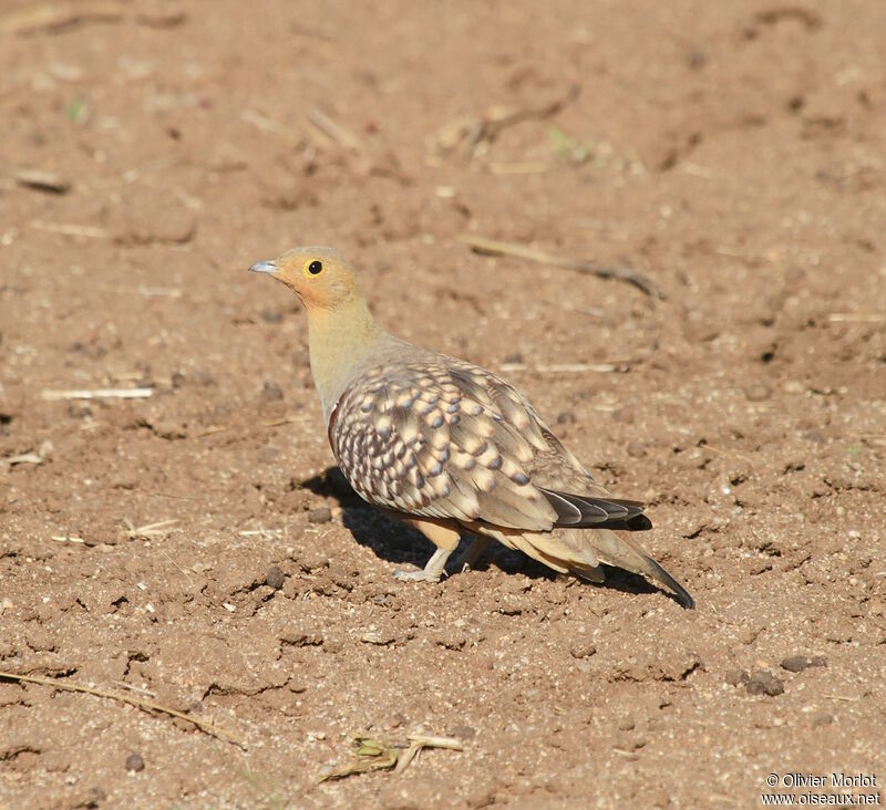 Namaqua Sandgrouse