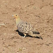 Namaqua Sandgrouse