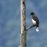 Black-chested Jay