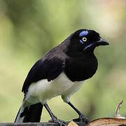 Black-chested Jay