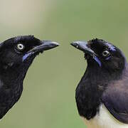 Black-chested Jay