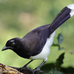 Geai à poitrine noire