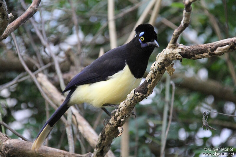 Plush-crested Jay