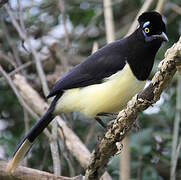 Plush-crested Jay