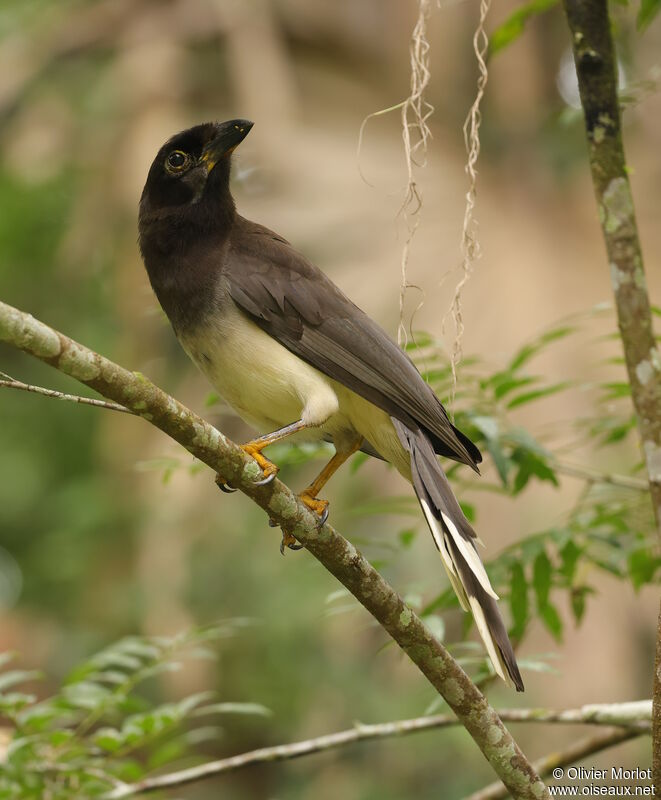 Brown Jay