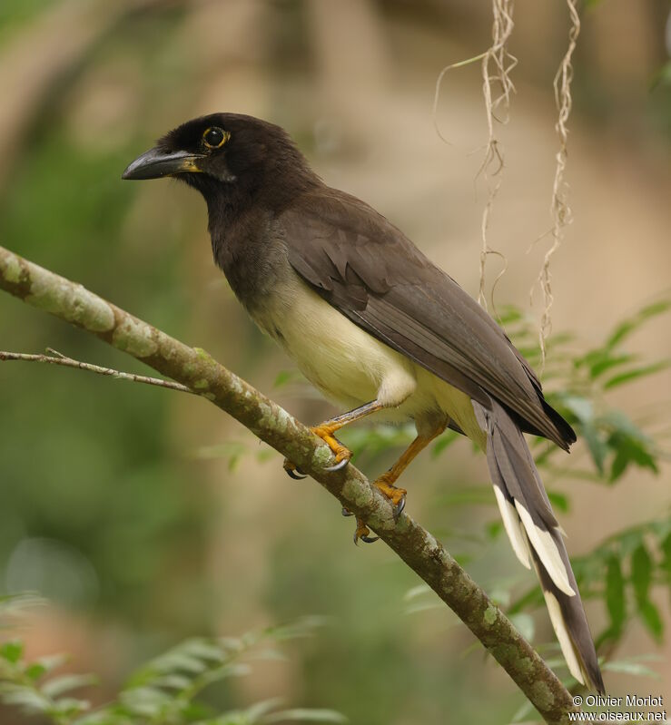 Brown Jay