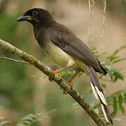 Brown Jay