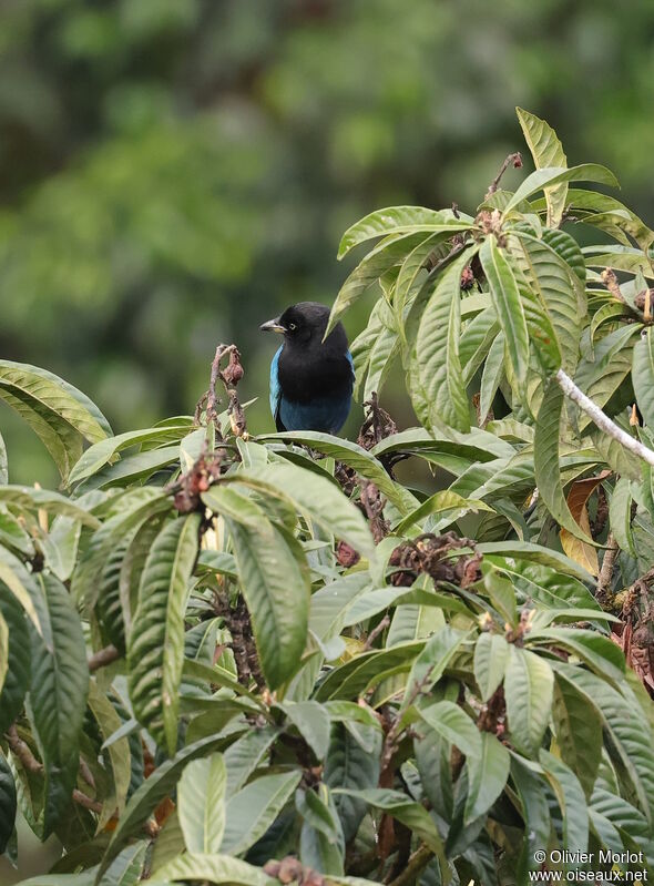 Bushy-crested Jay