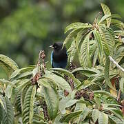 Bushy-crested Jay