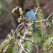 Bushy-crested Jay