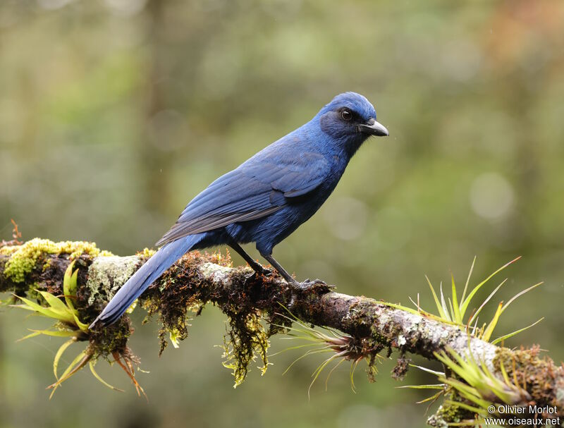 Unicolored Jay