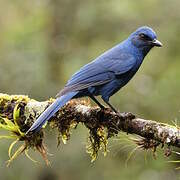 Unicolored Jay