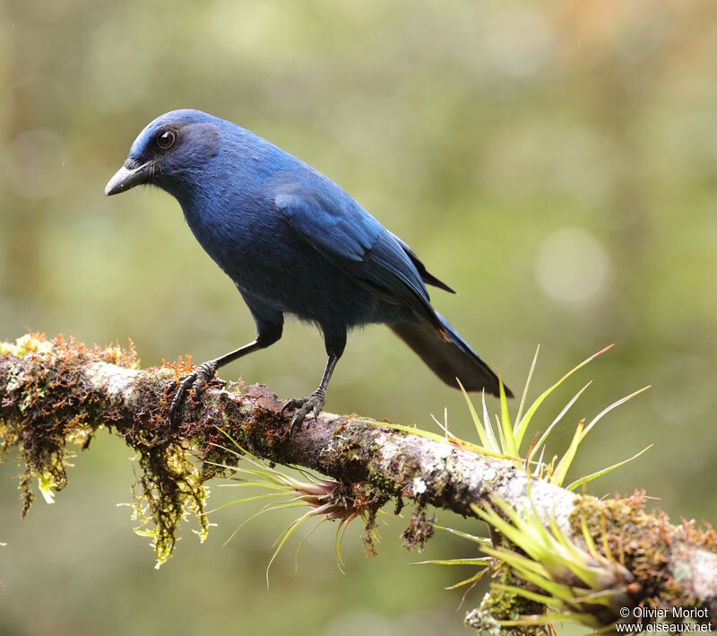 Unicolored Jay