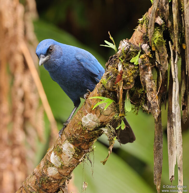 Unicolored Jay