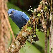 Unicolored Jay