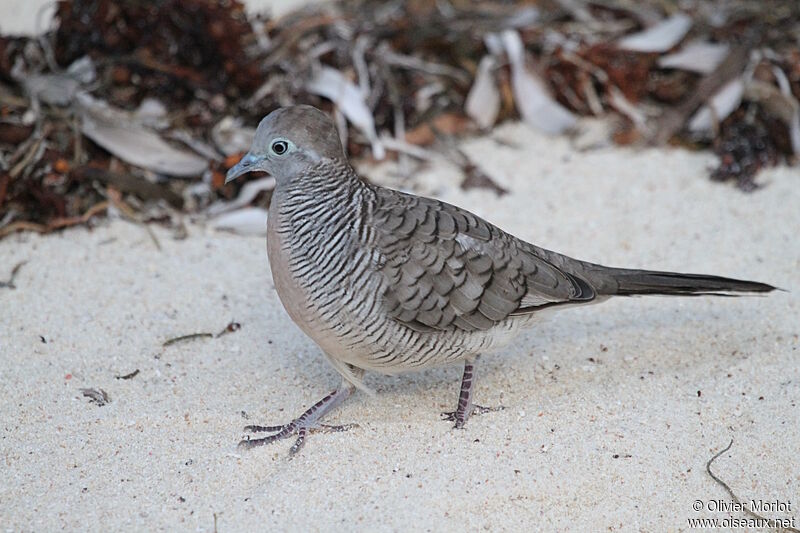 Zebra Dove