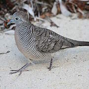 Zebra Dove