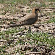 Oriental Pratincole