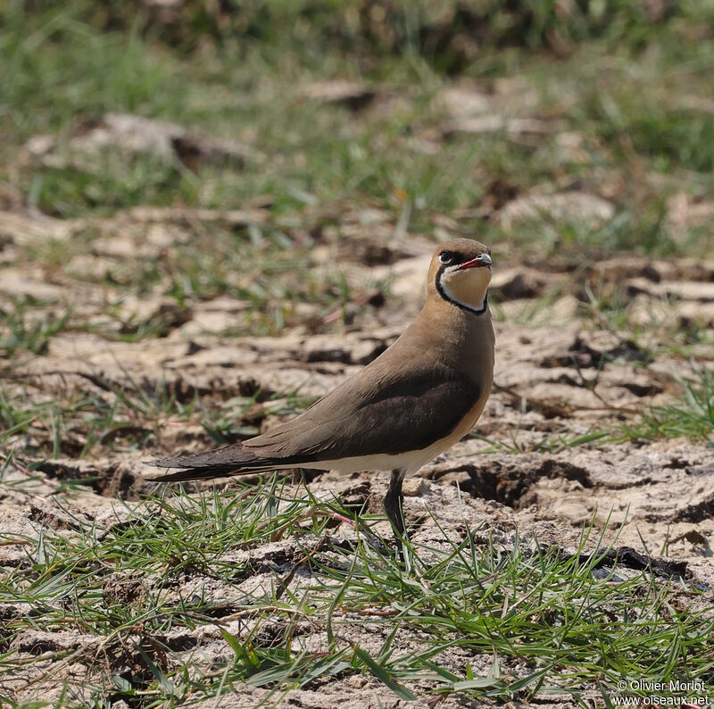 Oriental Pratincole