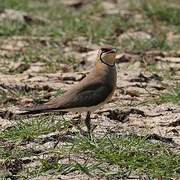 Oriental Pratincole