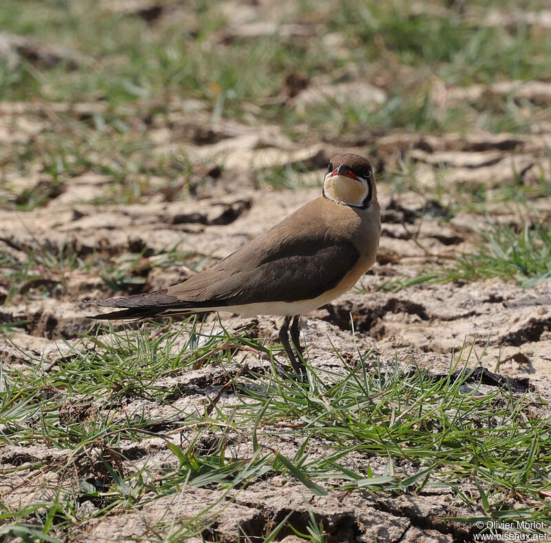 Oriental Pratincole