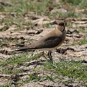 Oriental Pratincole