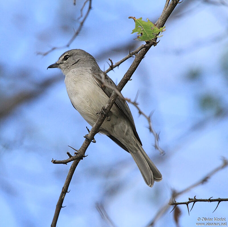 Ashy Flycatcher