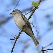 Ashy Flycatcher