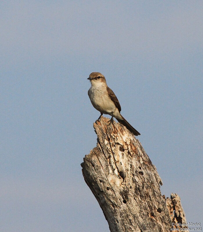 Gobemouche du Marico